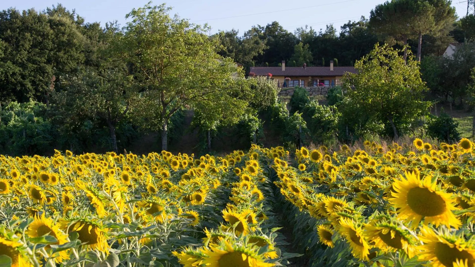 Ferienhaus Il Caratello Gambassi Terme